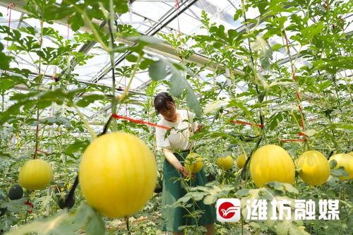 潍坊楼顶吃瓜的视频,夏日休闲新风尚