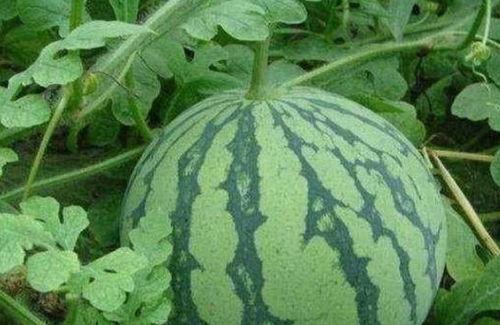 大悟吃瓜事件真相视频,揭秘真相背后的惊人内幕