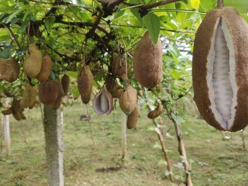 教你怎么吃八月瓜视频,视频教你轻松解锁夏日清新口感