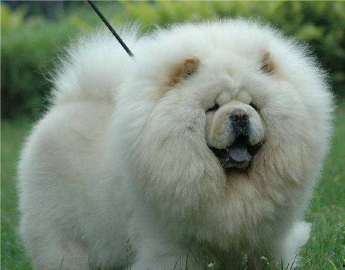 松狮吃哈密瓜视频大全,哈密瓜美食盛宴