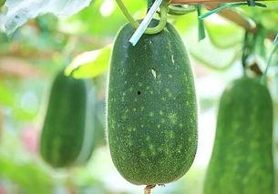 夏天吃热瓜视频,热瓜消暑乐享时光