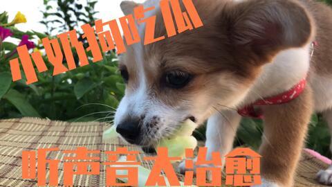 狗和主人吃瓜的视频下载,狗狗与主人共享美味瓜果欢乐时光
